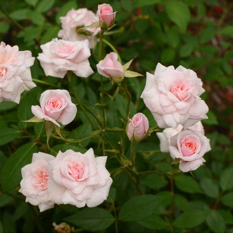 'Cecile Brunner' Fragrant Climbing Rose Bush,Delicate Soft Pink Hardy ...