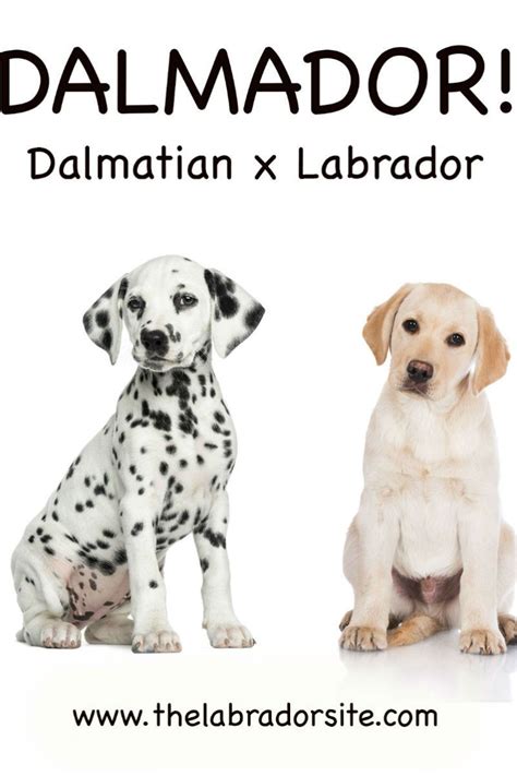 Dalmador - Everything you need to know about the Dalmatian Lab Mix. | Cute labrador puppies ...