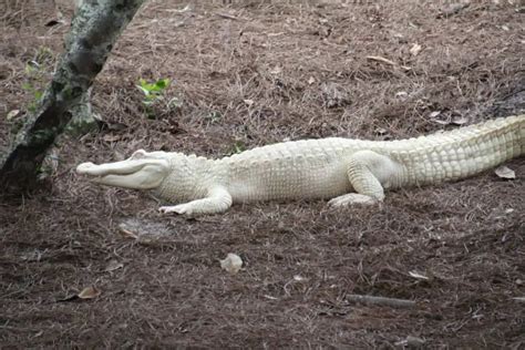 15 Albino Crocodile And Albino Alligator Facts - Leo Zoo