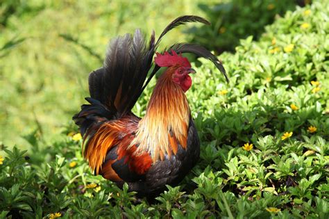 A Nedite's View: Wildlife of Kauai