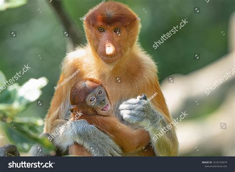 Proboscis Monkey Female: Over 803 Royalty-Free Licensable Stock Photos | Shutterstock