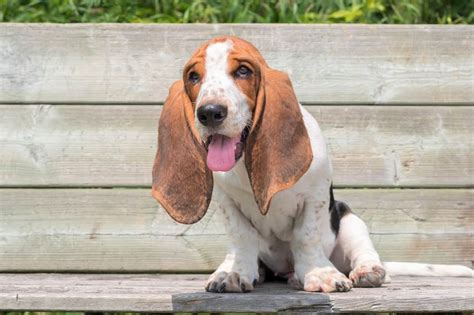 10 Best Basset Hound Rescues for Adoption (2024): Our Top 10 Picks!