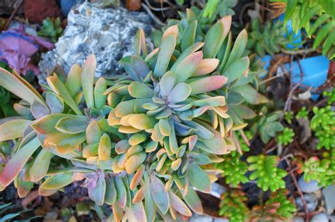 flora-file | Succulents in my Garden - Oct. 22 (by...