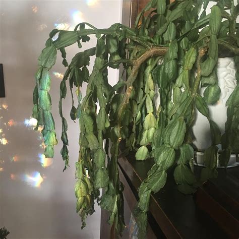 Christmas cactus care tips? It’s pretty wrinkly and wilted. Should I prune it? : houseplants