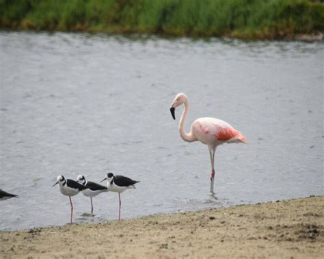 Do Flamingos Migrate? You Won’t Believe It, But It’s True!