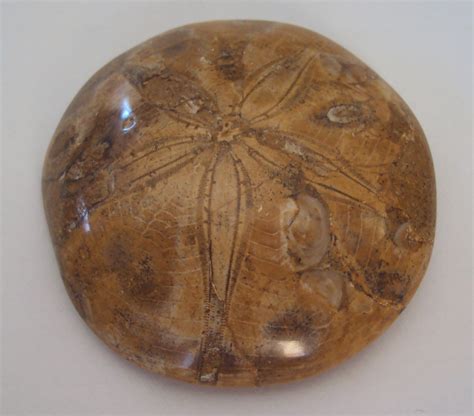 Fossilized Sand Dollar Echinoid (Sea Urchin) - Artifacts World