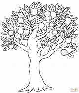 Apple Tree coloring Page  Free Printable Coloring Pages sketch template
