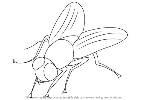 Learn How to Draw a Fly (Insects) Step by Step : Drawing Tutorials Fly ...