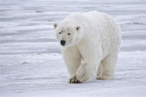 Polar bear – Bear Conservation