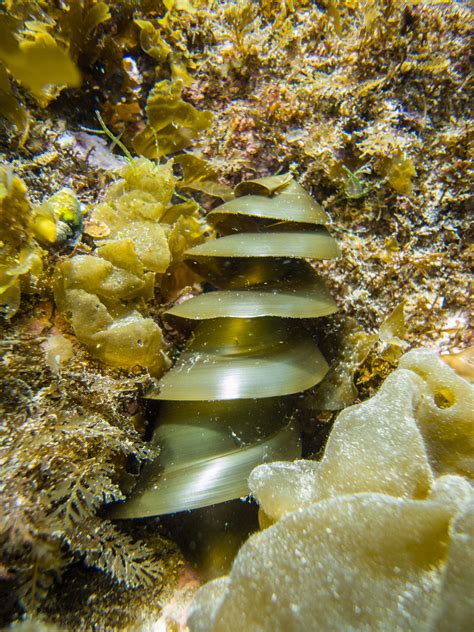 Egg case of the Horn shark, designed to be twisted into a safe crevice ...