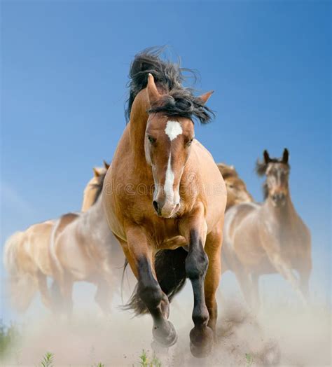 Herd of Wild Horses in Summer Stock Photo - Image of nature, blood: 134825222