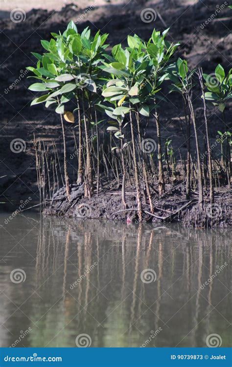 Black Mangrove Trees