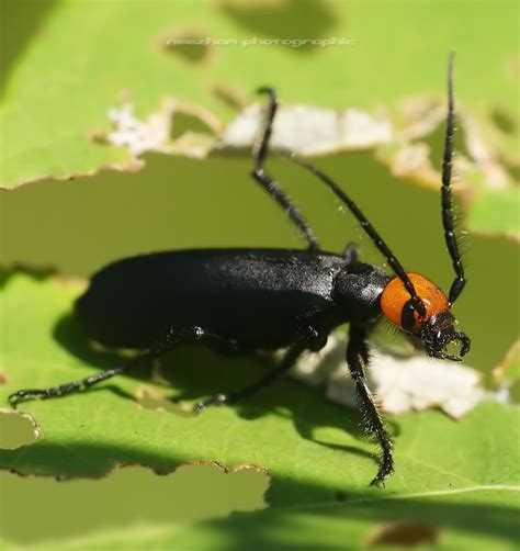 Black Blister Beetle with orange head and long horns - Neezhom Photomalaya