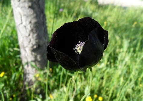 Black Poppy ╰ღ╮♥╭ღ╯ | Black flowers, Halloween garden, Black poppy