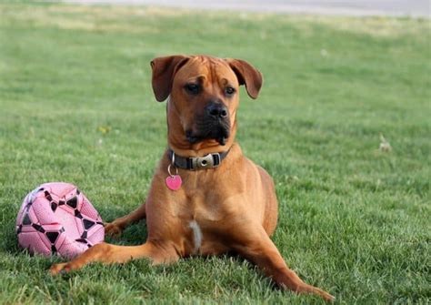 15 Boxer Mixes: Loyal & Playful Partners Boxer Mixed Breeds!