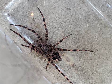 Dolomedes tenebrosus (Dark Fishing Spider) in Pittsburgh , Pennsylvania ...