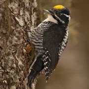 American Three-toed Woodpecker