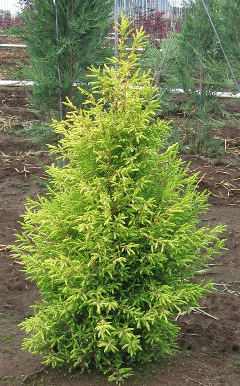 Buy Juniperus communis 'Gold Cone'Common Juniper | Conifer Kingdom