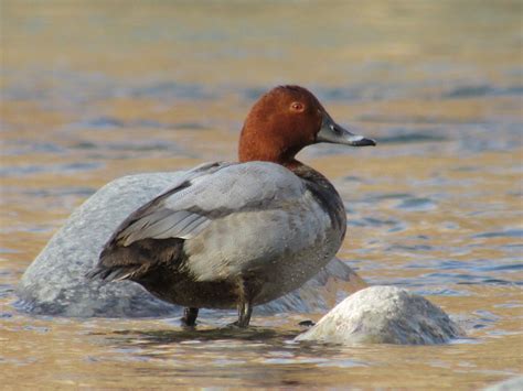 Birds’ Species in Kargil Ladakh - Voice of Ladakh