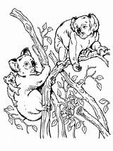 Koalas In The tree coloring Page sketch template