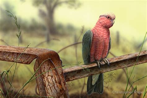 11 best images about Australian Wildlife Art on Pinterest | Pen and ink, Emu and Wildlife art