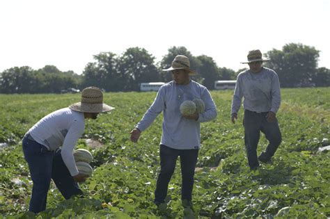 Agricultural workers still denied millions in wages each year