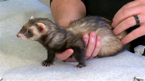 Pet Doc: What you need to know when owning a pet ferret