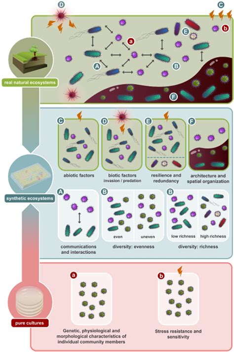 Synthetic microbial ecosystems: an exciting tool to understand and ...