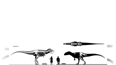 Allosaurus And Gorgosaurus Size Comparison - YouTube