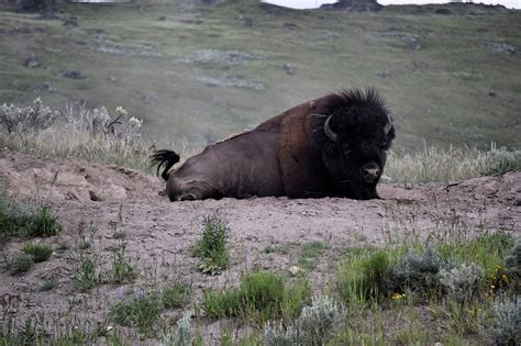 Bison Yellowstone National Park - Free photo on Pixabay - Pixabay