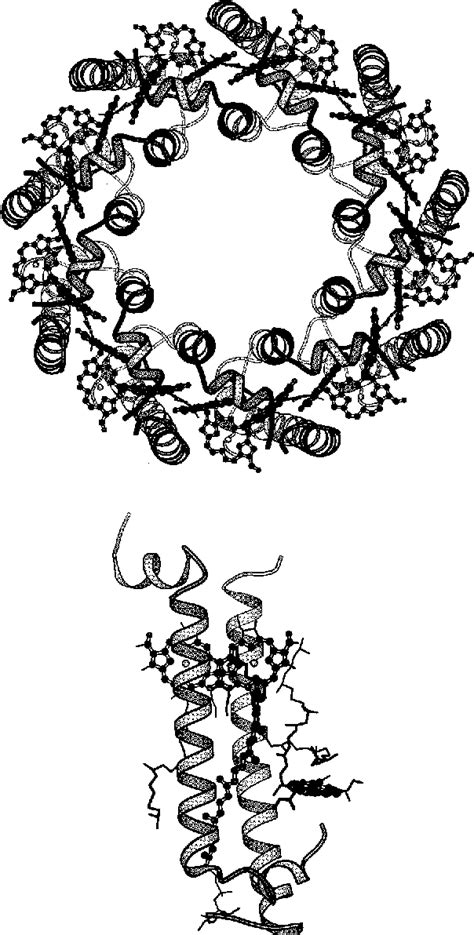 Figure 1 from Apoprotein structure in the LH2 complex from ...