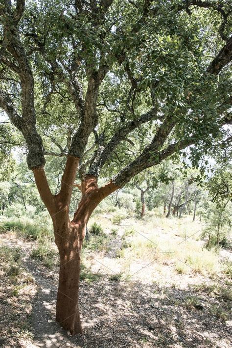 Cork tree forest stock photo containing cork and tree | High-Quality ...