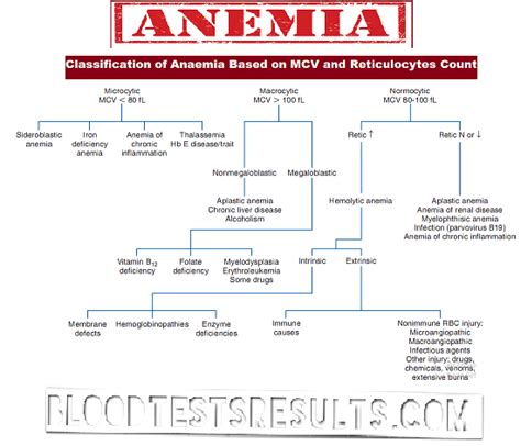 All Types of Anemia with Full Anemia Definition Chart and Diagnosis ...