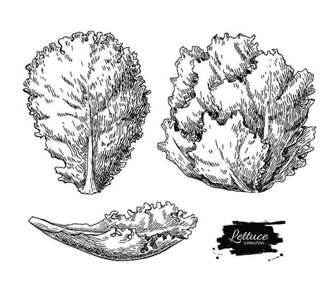 Romaine Lettuce Drawing Illustrations, Royalty-Free Vector Graphics & Clip Art - iStock