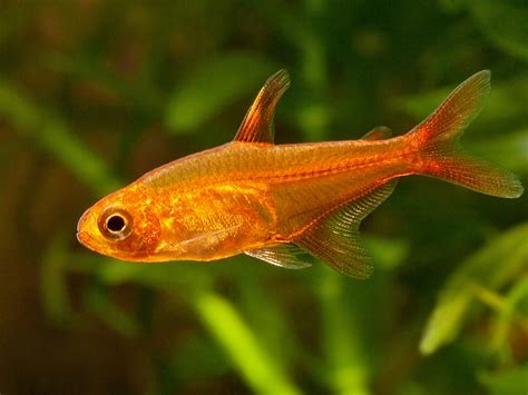 List of Types of Tetras for Your Aquarium With Pictures