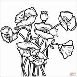Poppies coloring Page  Free Printable Coloring Pages sketch template
