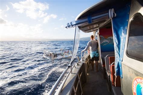 North Shore Shark Adventures | Shark Diving Tours - Honolulu, Oahu