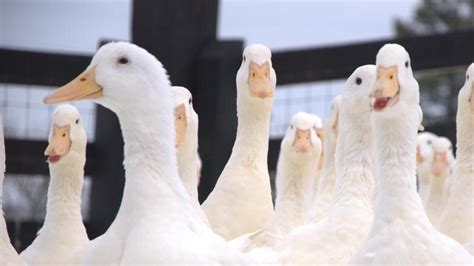 Aylesbury Duck — Heritage Poultry Conservancy