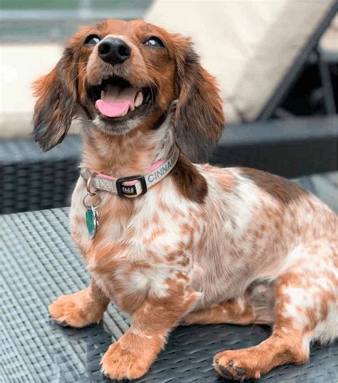 Piebald Dachshund - Temperament, Health, Costs and Pictures