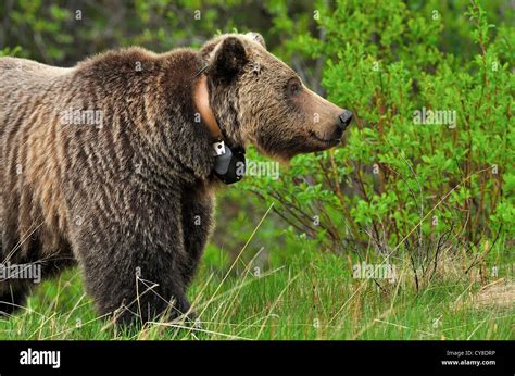 A side view of a wild grizzly bear with a tracking collar Stockfoto ...