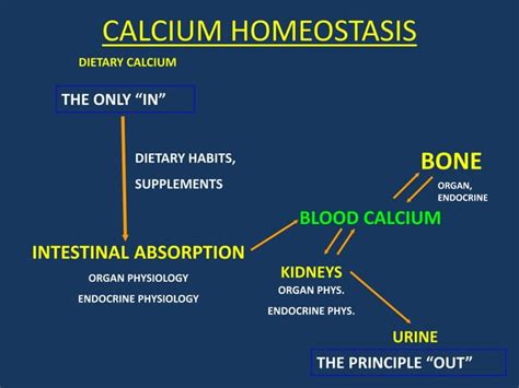 Calcium metabolism,ppt | PPT