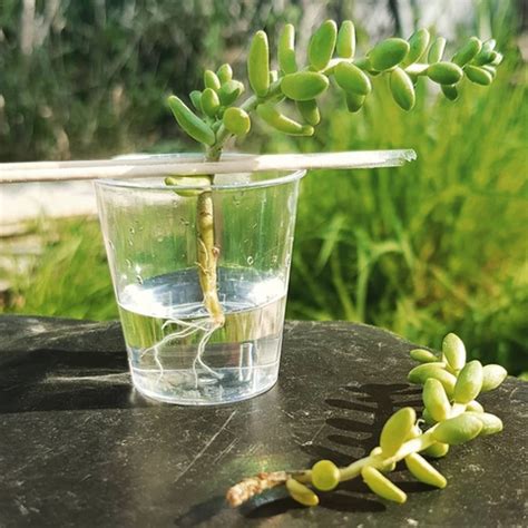 A Simple Guide to Growing Succulents in Water | Tips for Growing ...