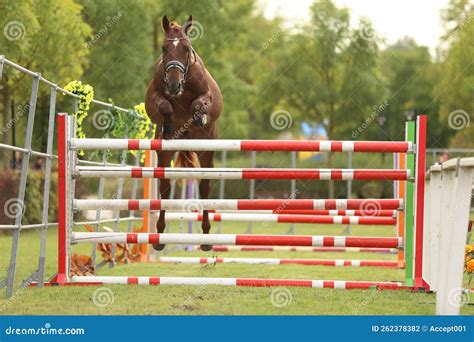 Free Jumping Competition at Rural Animal Farm Stock Photo - Image of event, champion: 262378382