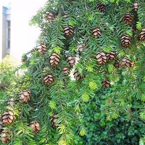 Western Hemlock Tree Seeds Tsuga heterophylla 25Seeds | Etsy