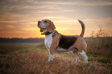 Download Animal Beagle HD Wallpaper