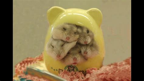 THE CUTEST BABY HAMSTERS VIDEO COMPILATION - YouTube