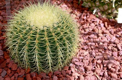 File:Golden Barrel Cactus Echinocactus grusonii.jpg