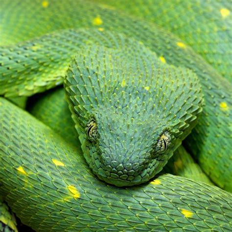 Variable Bush Viper (green phase) - Strictly Reptiles