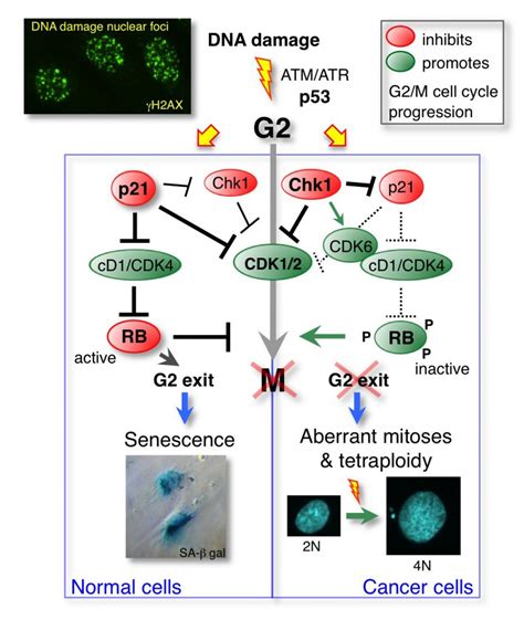 P21 inhibe les kinases associées à l’oncoprotéine cycline D1 pour ...