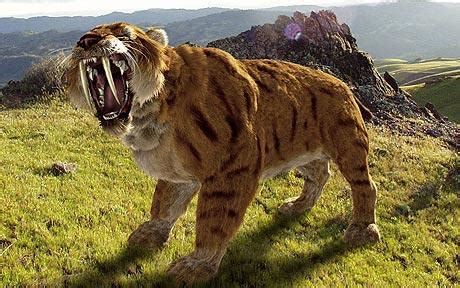 Dangerous of Wild Animals: Smilodon ( Sabre-toothed Tiger)